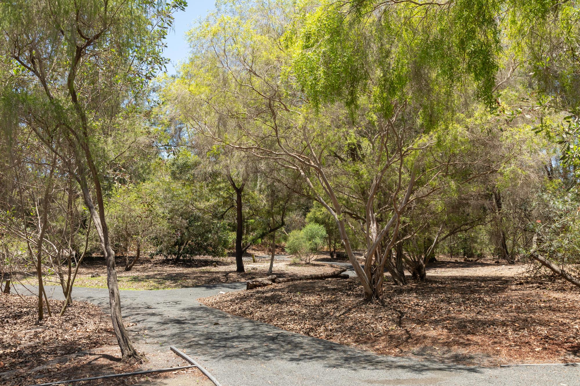 Explore Our Region Wallum Walk At Bundaberg Botanic Gardens