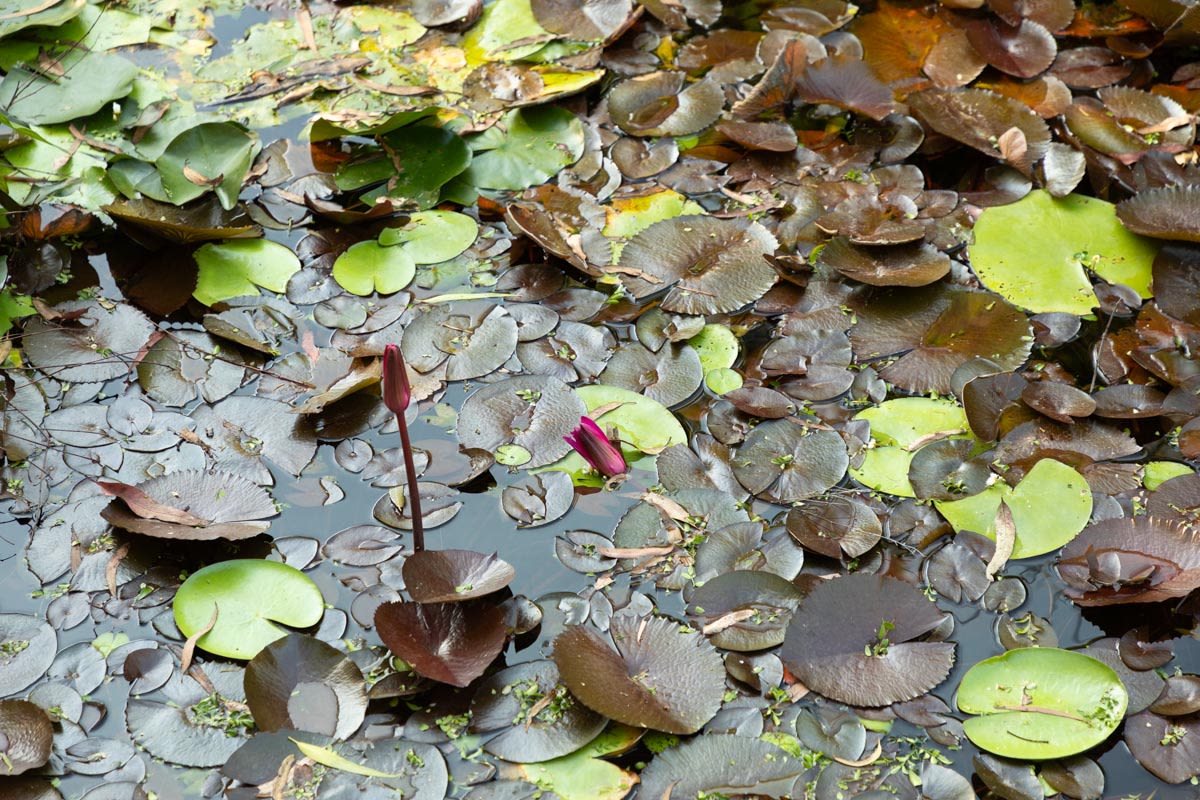 Explore Our Region: Japanese Garden At Bundaberg Botanic Gardens ...