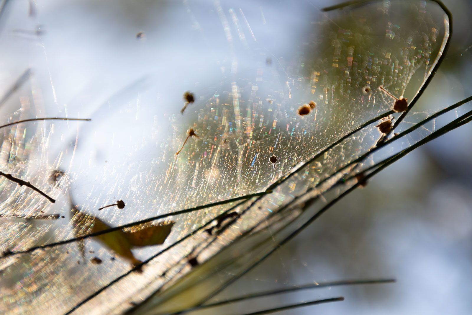 Explore our region Riverview Environmental Reserve Bundaberg Now