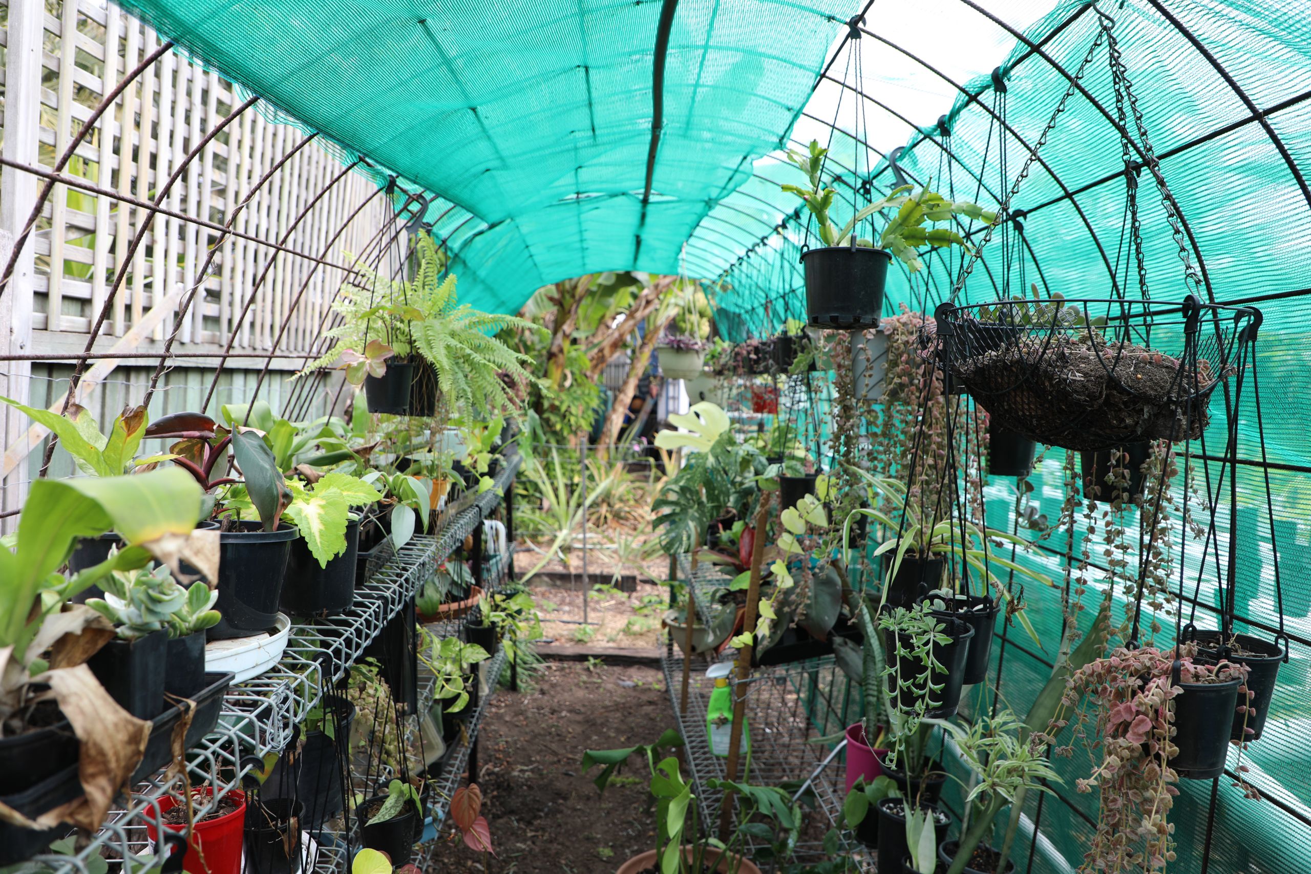 Kayla's coastal garden home to edible delights Bundaberg Now delivers