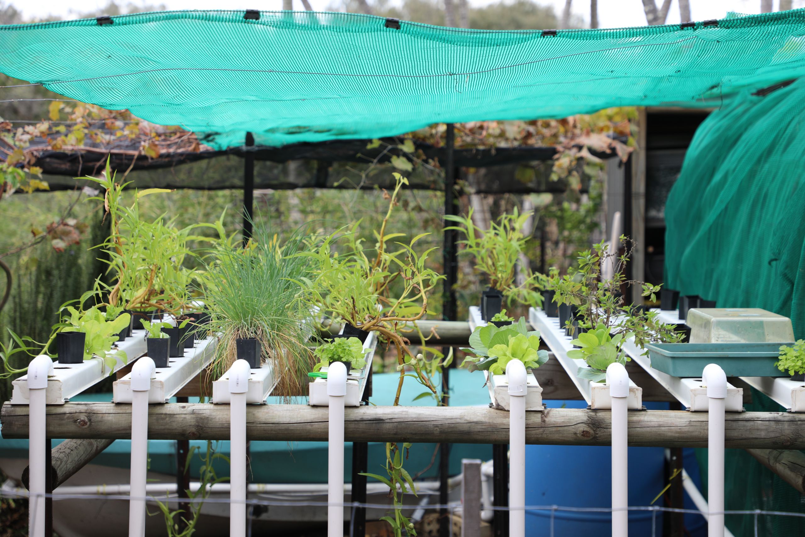 Kayla's coastal garden home to edible delights